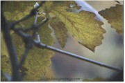 FALL LEAVES2qtr.jpg (7782 bytes)