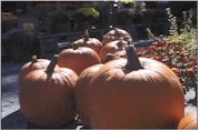 PUMPKINS191Eqtr.jpg (9469 bytes)